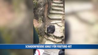 Schadenfreude sorgt für YoutubeHit [upl. by Anyela]