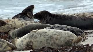 Helgoland und seine Düne [upl. by Maurizio]