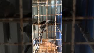 Civet cat civet coffee satisfying farming civet animals [upl. by Iatnwahs]