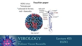 Virology 2014 lecture 25  H5N1 [upl. by Assilat]