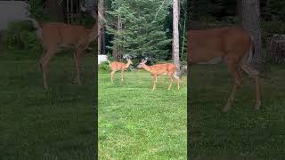 The Gimpy Doe’s Story Part 2 wildlife [upl. by Annaeoj]