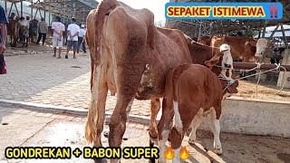 HARGA BABON SUPER  GONDREKAN ISTIMEWA ‼️ Pasar Siyono harjo Gunungkidul 🔥🔥 [upl. by Diella]