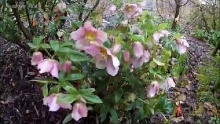 February Plants Helleborus orientalis [upl. by Nylynnej]