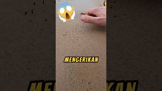 Menemukan PERANGKAP Di Pantai❗😱 xfindings videoshorts pantai shorts [upl. by Snowman]