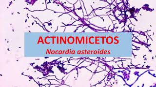 Microbiologia Médica Nocardia asteroides  Actinomicetos [upl. by Eilsek]