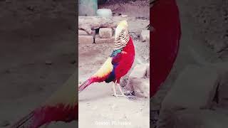 Golden Pheasant  Beautiful Pheasant  Colorful Bird birds shorts [upl. by Eta]