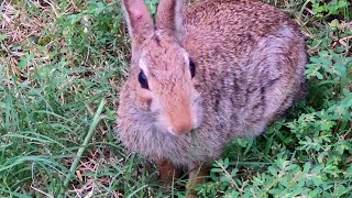 Rabbits in the backyard  Cotton Tail Rabbit  Backyard Nature [upl. by Fleischer428]