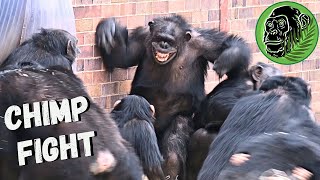 Baby Chimp In Danger As Big Female Chimp Fight Breaks Out [upl. by Jallier]