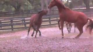 Horses fighting for hierarchy of herd order a natural behavior to be used in behavioral training [upl. by Ellirehs]