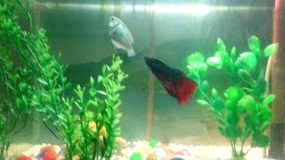 Betta fish attacking Dwarf Gourami [upl. by Friedlander425]