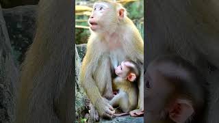 An adorable and courageous baby monkey together with its mother [upl. by Aliwt599]