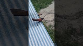 Greater Coucal Bird 😲  Unique Life [upl. by Odom]