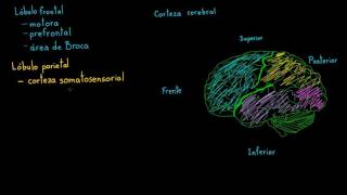 Revisión de las funciones de la corteza cerebral  Biología  Khan Academy en Español [upl. by Tobiah]