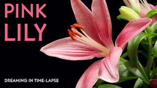 Pink Lilies  Timelapse with Music [upl. by Llesirg]