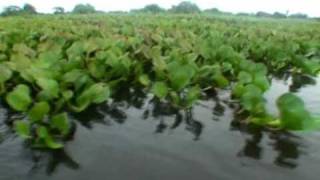 Pantanal Matogrossense [upl. by Nailimixam]