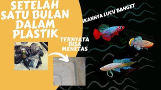 Cara Menetaskan Telur Killifish Guentheri  Pakan Burayak Killifish [upl. by Banquer193]