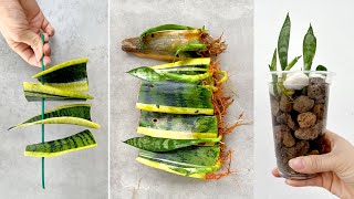 Propagating and growing Sansevieria trifasciata in water a unique idea for fancy table pots [upl. by Okoyik879]