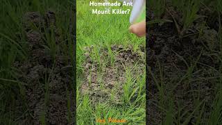 How to Get Rid of Ants or Ant Mounds Effectively Naturally and Cheap without any store bought Killer [upl. by Nickie]