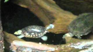 Water Turtles at Zoo Vienna [upl. by Nataline]