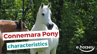 Connemara pony  characteristics origin amp disciplines [upl. by Parthen]