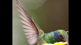 Mexican Violetear Hummingbird [upl. by Sevik7]