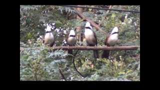 นกกะรางหัวหงอก Whitecrested Laughingthrush  20140127 [upl. by Lavina]