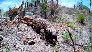 Venomous Gila Monsters are the largest surviving lizards in the USA [upl. by Jemy803]