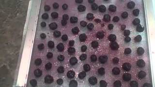 DIY Dehydrator  Pemmican Series  Step 1 [upl. by Yarised]