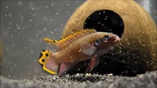 Pelvicachromis taeniatus nigeria red [upl. by Asa88]