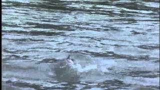 Pratiquer la pêche au saumon en Alaska  Documentaire carnassier [upl. by Doll583]