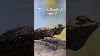 Why do lizards do push ups What to know about Arizona geckos [upl. by Leander188]