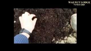 vine weevil traps VINEYARD PROTECTION VIDEO PART 3 [upl. by Bacchus]