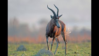 Skootplasing  Blesbok [upl. by Rosecan]