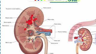 Ureter Anatomy  Arab Medicine  DrNaseem [upl. by Elsinore]