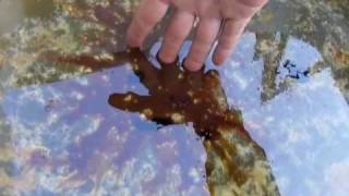 GULF OIL SPILL BPs Oil Dispersants  itopf [upl. by Bronson]