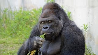 Japan Sexy Gorilla  Gorilla Has Women Flocking [upl. by Sinnaiy]