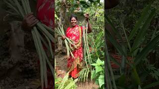 உச்சாணிக்கொம்புல தான் இருப்பேன் 🤣Fertilizers for drumstick treenaturehealthylivingshorts [upl. by Zingg]