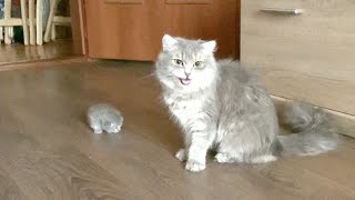 Mama cat brought a little kitten to her owner [upl. by Fanchon]