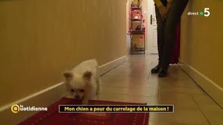 Mon chien a des phobies  Que faire [upl. by Ettevad]