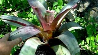 Alcantarea bromeliads explained [upl. by Slavin]