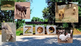 Pinnawala Zoo  පින්නවල සත්වෝද්‍යානය [upl. by Nnaear]