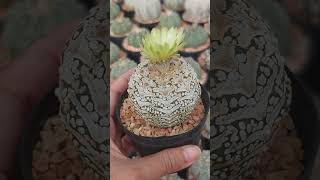 Astrophytum asterias superkabuto V type 🌵🌼 133cactus เกษตรPartTimebynana [upl. by Ennovyhs128]