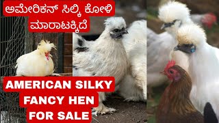 American silky fancy birds  ಅಮೆರಿಕನ್ ಸಿಲ್ಕಿ ಫ್ಯಾನ್ಸಿ ಕೋಳಿ ಮಾರಾಟಕ್ಕಿದೆ fancybird trending sale [upl. by Firmin989]