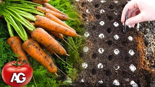 Genius way to sow carrots No more carrot thinning or weeding from seed to harvest [upl. by Sanford964]