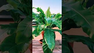 🌿 ASPLENIUM NIDUS  ASMR sul Terrazzo in città  Ukijo 🌿 plants asplenium shortsvideo [upl. by Llehctim]