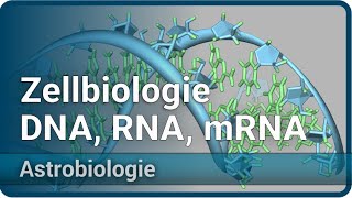 Zellbiologie und RNAWelt • DNA RNA mRNA und Proteine • Astrobiologie 3  Aleksandar Janjic [upl. by Ettennan]