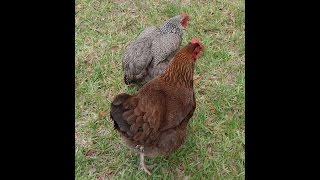 About Plymouth Rock Chickens for pets and backyard flocks Partridge Silver Penciled [upl. by Server]