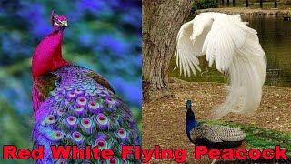 The Flying Peacock  5 Best Red White Peacock Movements  Birds Animals  New Colorful Peacock [upl. by Adyeren]