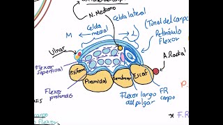 Anatomía Repaso de miembro superior 5 Túnel del carpo y músculos extensores del antebrazo [upl. by Ative]