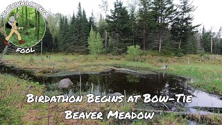 Birdathon Begins at Bow tie Beaver Meadow  Pepperbox Wilderness [upl. by Ahselaf]